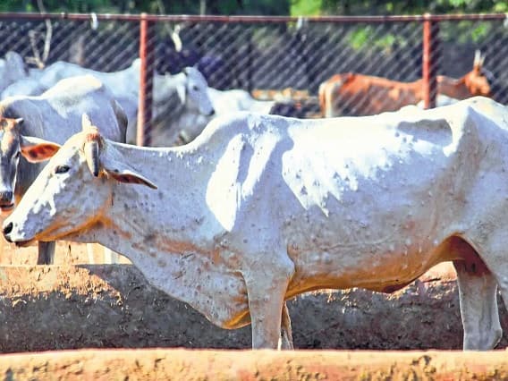 Lumpy Virus: Support System will Take Care of Animal Health Lumpy Virus: પશુપાલકોની વ્હારે ચડી સરકાર, લમ્પી વાયરસને લઈ ઘડ્યો પ્લાન