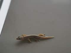 मोर पंख देखकर घर से भाग जाती हैं छिपकली! इस बात में कितनी सच्चाई, क्या कहता है विज्ञान?