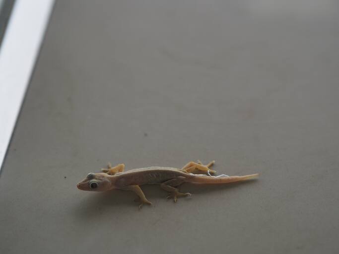 ऐसा कहा जाता है कि मोरपंख को देखकर छिपकलियां डरती हैं और घर में जिस जगह मोरपंख लगा होता हैं घर के उस हिस्से में छिपकलियां नहीं आती हैं. क्या सच में छिपकली मोर के पंख से डरती हैं या फिर यह हमारी मानसिकता मात्र है? आइए जानते हैं.