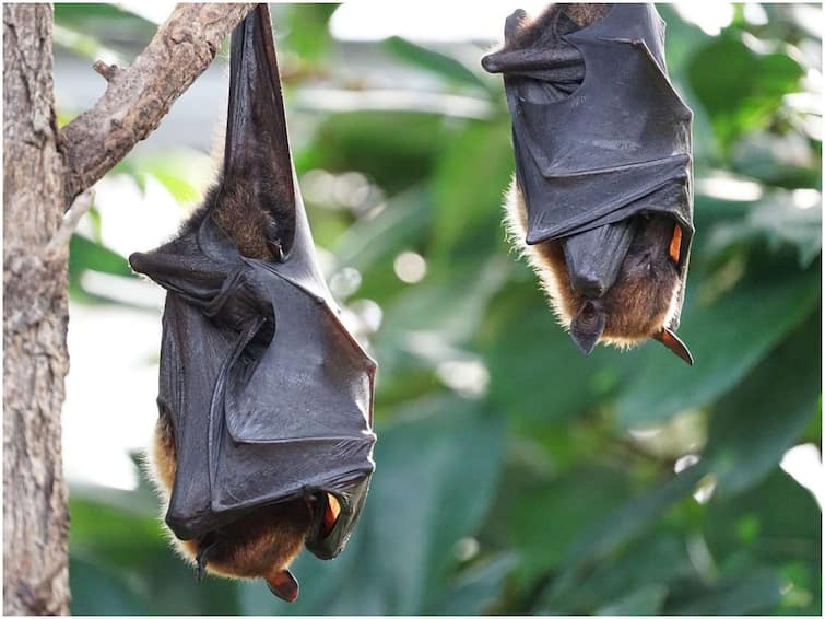 Scientists : Research on Bats, know Why Scientists Told Humans to Stay Away from Them Scientists : વૈજ્ઞાનિકોએ કેમ આપી ચામાચિડીયાથી દૂર રહેવા ચેતવણી? ફરી મચશે હાહાકાર!