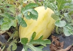 Ahmednagar : युवा शेतकऱ्यानं केली पिवळ्या कलिंगडाची लागवड, शहरी भागात मोठी मागणी