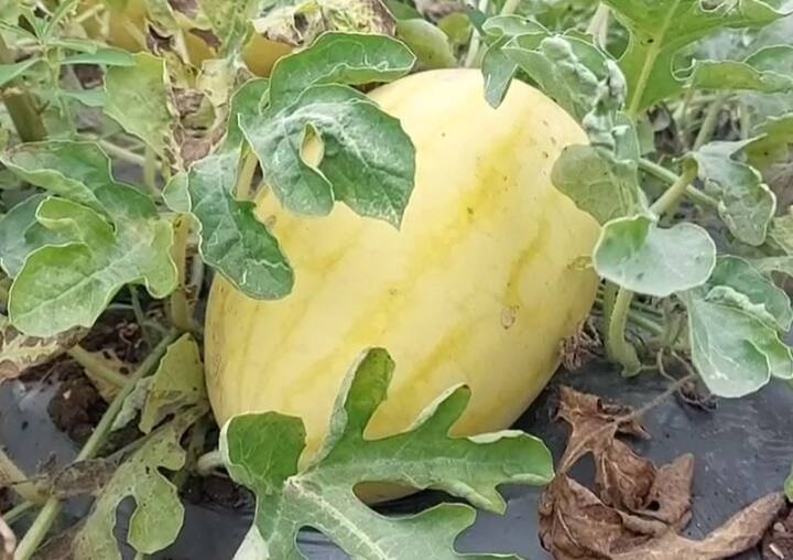 हे कलिंगड दिसायला वेगळं असल्यानं याला जास्त दर मिळत आहे. विशेष म्हणजे त्यांनी कॉन्ट्रॅक्ट फार्मिंग केल्यानं त्यांना यातून शाश्वत दर मिळाला आहे.