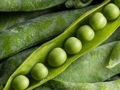 Peas Peel: मटर के छिलकों को फेंकें नहीं, बना लें ये टेस्टी चीजें, इसे खाने से कई बीमारियां हो सकती हैं दूर