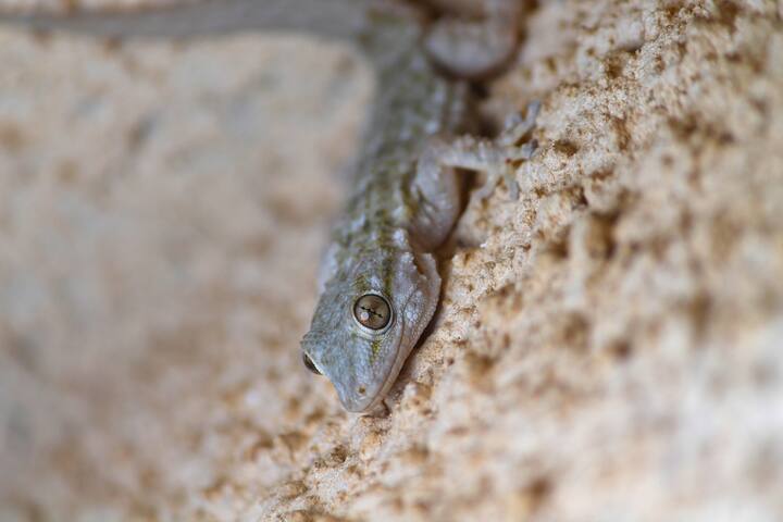 कई रिपोर्ट्स में कहा गया है कि छिपकलियां मोर पंख से इसलिए डरती हैं, क्योंकि मोर के पंख के ऊपरी हिस्से पर जो डिजाइन होता है वह एक आंख की तरह लगता है, जिसे छिपकली किसी बड़े जानवर की आंख समझती हैं और इससे डर कर भाग जाती हैं.