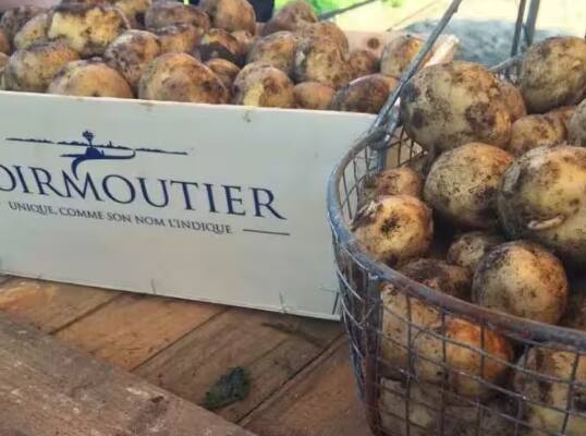 these-le-bonnet-potatoes-are-sold-at-the-price-of-gold-the-price-of-one-kg-is-more-than-50-thousand ਸੋਨੇ ਦੇ ਭਾਅ 'ਚ ਵਿਕਦੇ ਹਨ ਇਹ ਆਲੂ...ਇੱਕ ਕਿਲੋ ਦੀ ਕੀਮਤ ਹਜ਼ਾਰਾਂ 'ਚ
