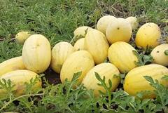 Ahmednagar : युवा शेतकऱ्यानं केली पिवळ्या कलिंगडाची लागवड, शहरी भागात मोठी मागणी