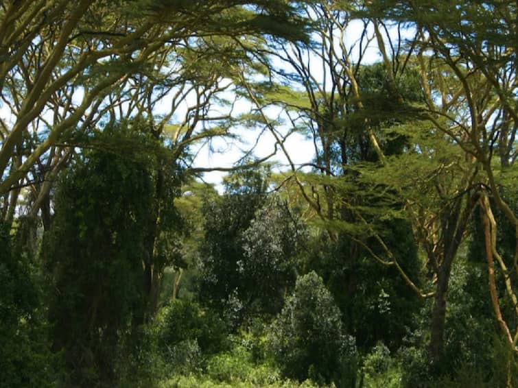 4 People Found Dead In Kenyan Forest Were Fasting To Meet Jesus know more details கடவுளை நேரில் சந்திக்க முயற்சி; உணவு, தண்ணீர் இன்றி உண்ணாவிரதம் இருந்த  4 பேர் மரணம்...! மூடநம்பிக்கையின் உச்சம்..!
