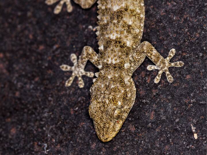 वहीं, कुछ लोगों का कहना यह भी है कि मोरपंख से ऐसी विशेष गंध निकलती है, जिससे छिपकलियां इससे दूर ही रहती हैं.