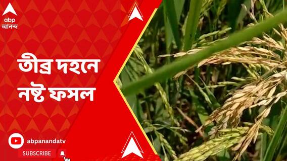 তীব্র তাপপ্রবাহ ও আবহাওয়ার খামখেয়ালিপনায় ছত্রাকের সংক্রমণে নষ্ট ধানের শীষ