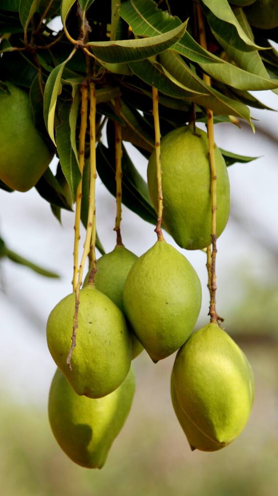 গরমে কঠিন সমস্যা থেকে বাঁচিয়ে দেবে এই ফল