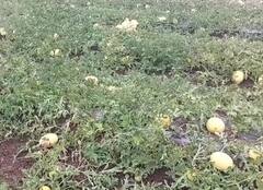 Ahmednagar : युवा शेतकऱ्यानं केली पिवळ्या कलिंगडाची लागवड, शहरी भागात मोठी मागणी