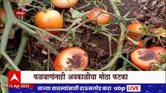 Latur Tomato : लातूर जिल्ह्यात अवकाळी पावसाचा भाजीपाला आणि फळबागांना फटका : ABP Majha