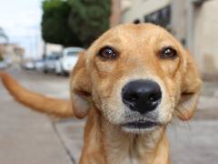 क्या आप भी कुत्तों को देखकर रास्ता बदल लेते हैं? इन बातों का ख्याल रखेंगे तो ये बन सकते हैं आपके दोस्त