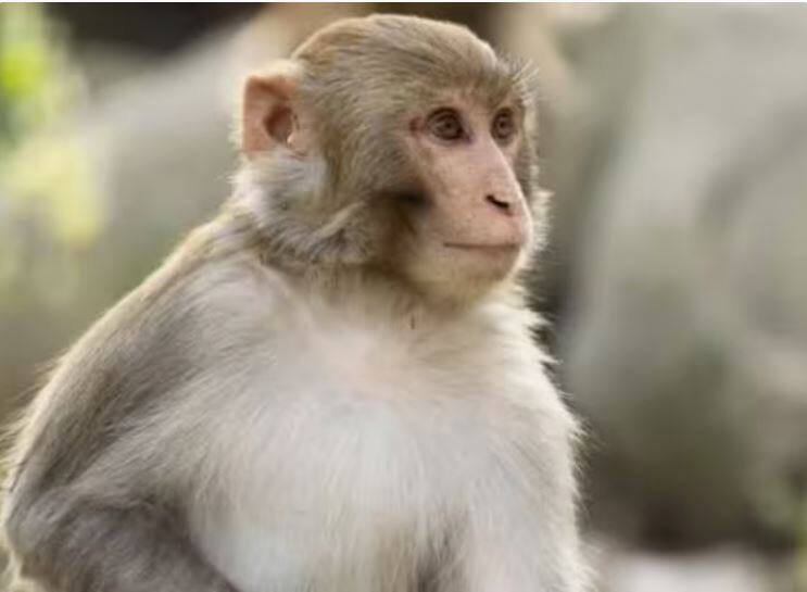 sri lanka will send one lakh monkeys to china Monkey Export: ਚੀਨ ਨੂੰ ਪਈ ਬਾਂਦਰਾਂ ਦੀ ਲੋੜ ! ਸ਼੍ਰੀਲੰਕਾ ਨੇ ਵਧਾਇਆ ਮਦਦ ਦਾ ਹੱਥ, ਜਾਣੋ ਕਾਰਨ