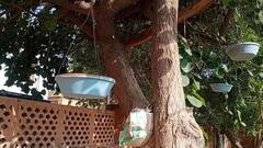 In Pics: जोधपुर के लोगों की अनोखी पहल, तस्वीरों में देखिये परिदों के दाना-पानी देने के लिए किया विशेष जुगाड़