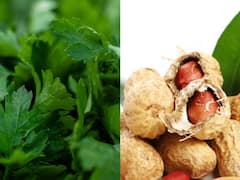 गर्मी में जरूर खाएं मूंगफली और धनिया की चटनी...मिलेंगे अनगिनत फायदे