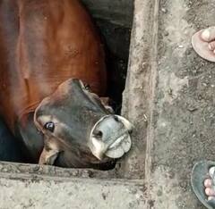 Pune News : मार्केट यार्डात वासरु चेंबरमध्ये पडलं; अग्निशमन दलाच्या जवानाकडून सुखरूप सुटका