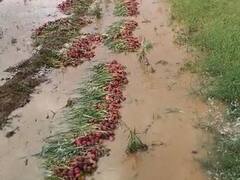 नाशिकसह अहमदनगर जिल्ह्यात वादळी वाऱ्यासह अवकाळी पाऊस, शेती पिकांना मोठा फटका