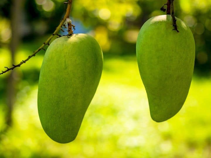 Mango Health Benefits Know Advantages Of Eating Raw Mangoes Raw Mangoes For Health: कैंसर से बचा सकता है कच्चा आम! इसकी एक खास क्वालिटी शरीर को पहुंचाती है काफी फायदा