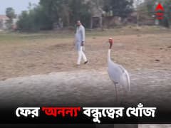 বন্ধুত্বে বাধা কোথায়? আরিফের স্মৃতি উসকে ফের সারস-মানুষ সখ্যের হদিস উত্তরপ্রদেশে