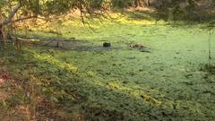 সিবিআই দেখে পুকুরে ফোন ছুড়ে ফেললেন বিধায়ক, টানা তল্লাশিতেও মিলল না হদিশ