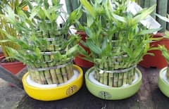 Vastu tips For Bamboo Plant : બામ્બૂ પ્લાન્ટ બદલશે તમારું ભાગ્ય, જાણો તેના આ ખાસ નિયમો