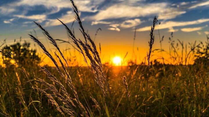 Herbs And Summer:কাঠফাটা গরম, তেমনই আর্দ্রতা। দুর্ভোগে খানিক  স্বস্তি দিতে পারে চেনা কিছু ভেষজ উপকরণ। যেমন ধরুন পুদিনা।এমনিতে বর্ণে-গন্ধে পুদিনা অত্যন্ত মনকাড়া।