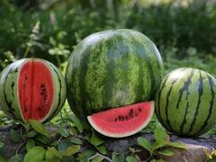 बाजार से तरबूज खरीदते वक्त कैसे पता लगाएं कि ये खराब है या सही? अपनाएं ये 3 आसान तरीके