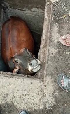 Pune News : मार्केट यार्डात वासरु चेंबरमध्ये पडलं; अग्निशमन दलाच्या जवानाकडून सुखरूप सुटका