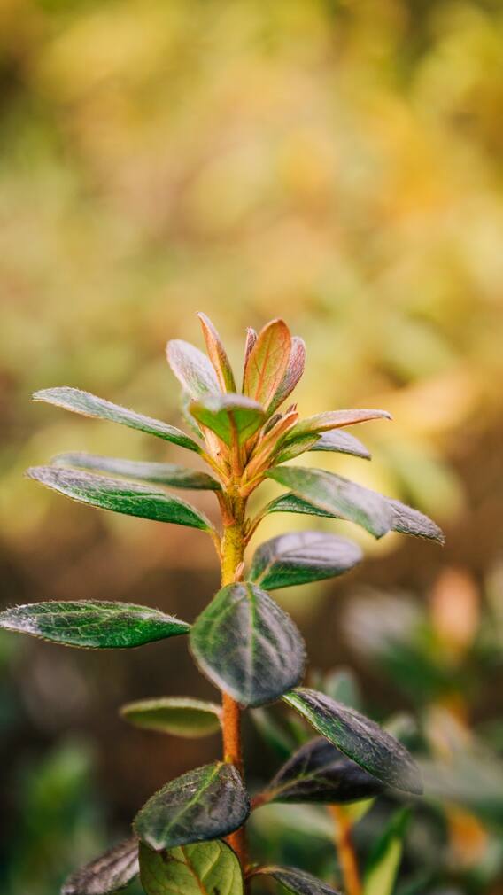 ਅਸ਼ਵਗੰਧਾ ਖਾਣ ਦਾ ਸਹੀ ਸਮਾਂ ਕਿਹੜਾ ਹੈ?