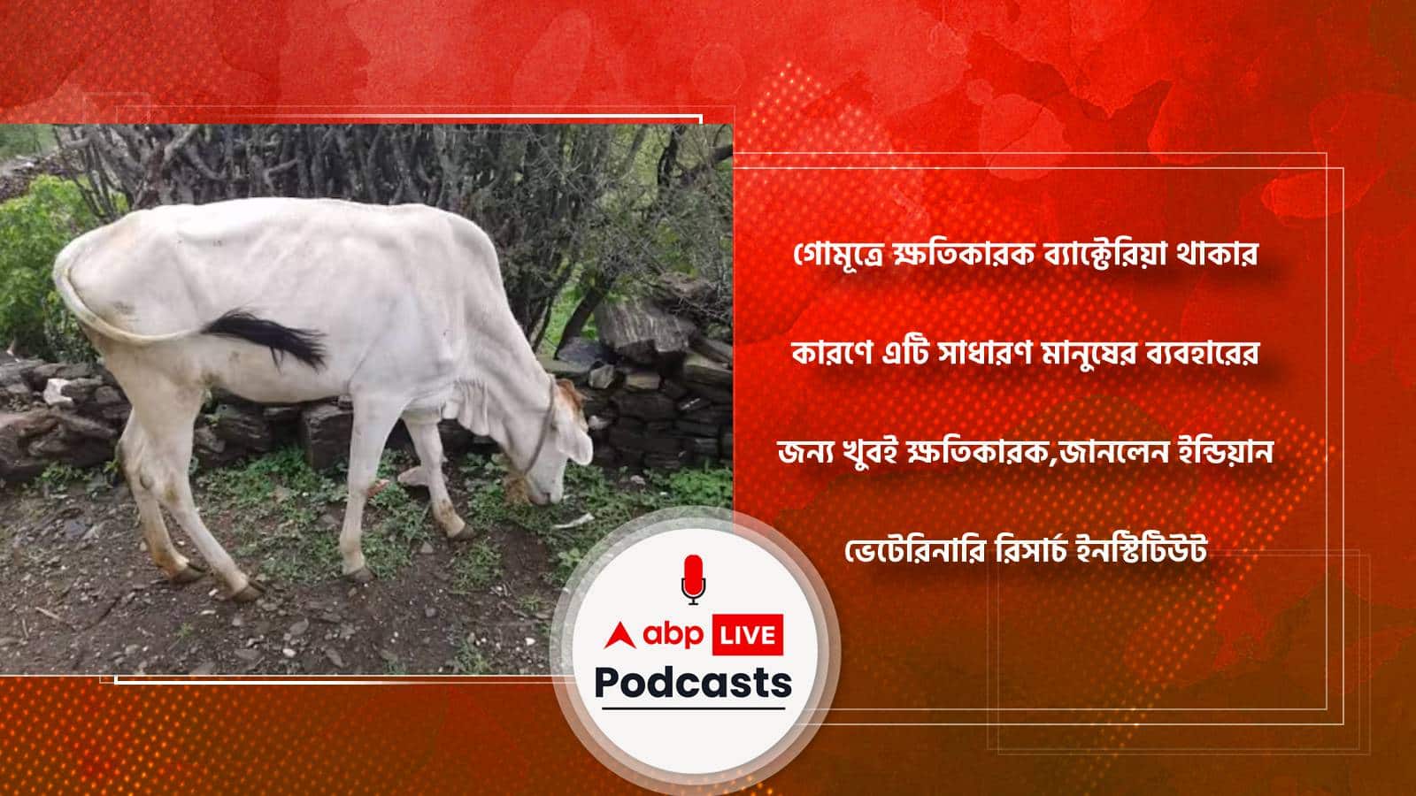 গোমূত্রে ক্ষতিকারক ব্যাক্টেরিয়া থাকার কারণে এটি সাধারণ মানুষের ব্যবহারের জন্য খুবই ক্ষতিকারক,জানলেন ইন্ডিয়ান ভেটেরিনারি রিসার্চ ইনস্টিটিউট