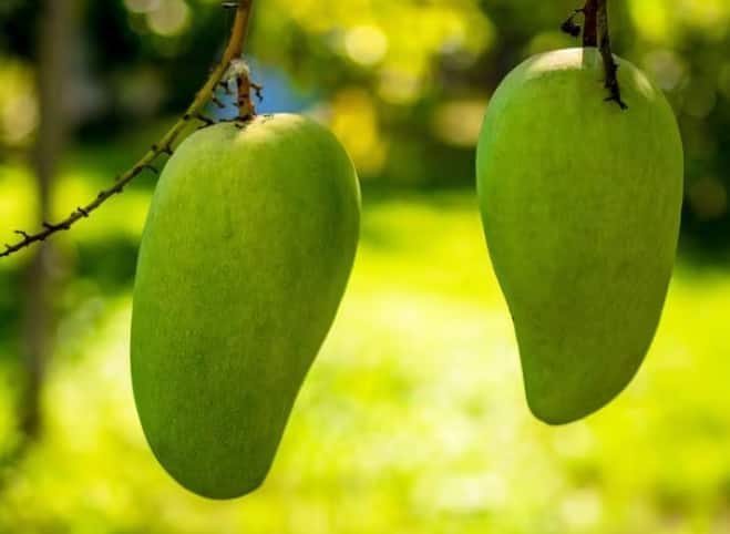 mango-health-benefits-know-advantages-of-eating-raw-mangoes Raw Mangoes For Health: ਇਸ ਭਿਆਨਕ ਬਿਮਾਰੀ ਤੋਂ ਬਚਾ ਸਕਦਾ ਕੱਚਾ ਅੰਬ! ਇਸ ਦੀ ਇੱਕ ਖਾਸ ਕੁਆਲਿਟੀ ਨਾਲ ਸਰੀਰ ਨੂੰ ਮਿਲਦਾ ਹੈ ਫਾਇਦਾ