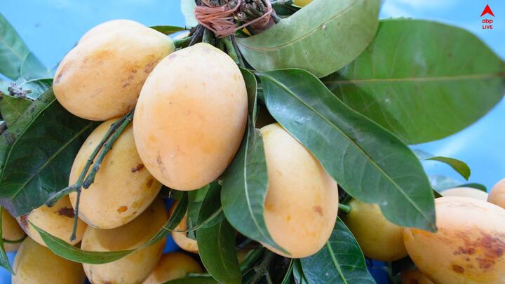 Mango Lifestyle Mystery: রাজ্যের তীব্র গরম, তাপপ্রবাহের মাঝেই আমের অপেক্ষায় সবাই। কিন্তু কথা হল, আম খেলে ওজন বাড়ে কি ?