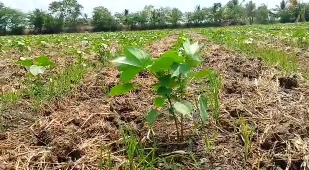 அதிகரிக்கும் பருத்தி சாகுபடி; உரம், பூச்சி மருந்துகளை மானிய விலையில் வழங்க திருவாரூர் விவசாயிகள் கோரிக்கை