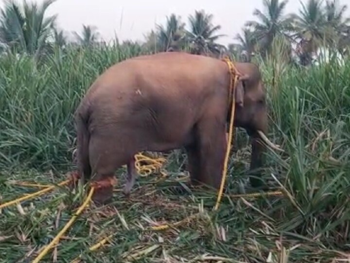 ஈரோடு : மயக்க ஊசி செலுத்தி பிடிக்கப்பட்ட கருப்பன் - சிக்கியது எப்படி?