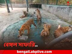 স্নানের জলে বরফ, খাঁচায় এয়ারকুলার, তীব্র গরমে ORS খাচ্ছে বাঘেরা