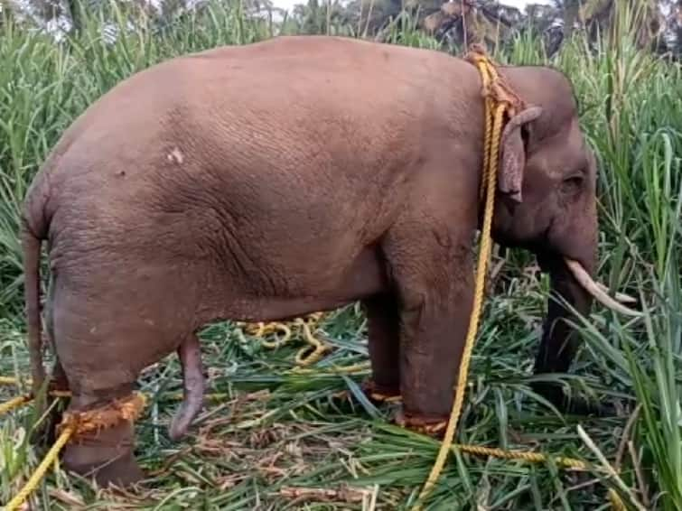 'Karuppan' is a wild elephant that has been captured with an anesthetic injection in Erode TNN ஈரோடு : மயக்க ஊசி செலுத்தி பிடிக்கப்பட்ட கருப்பன் - சிக்கியது எப்படி?