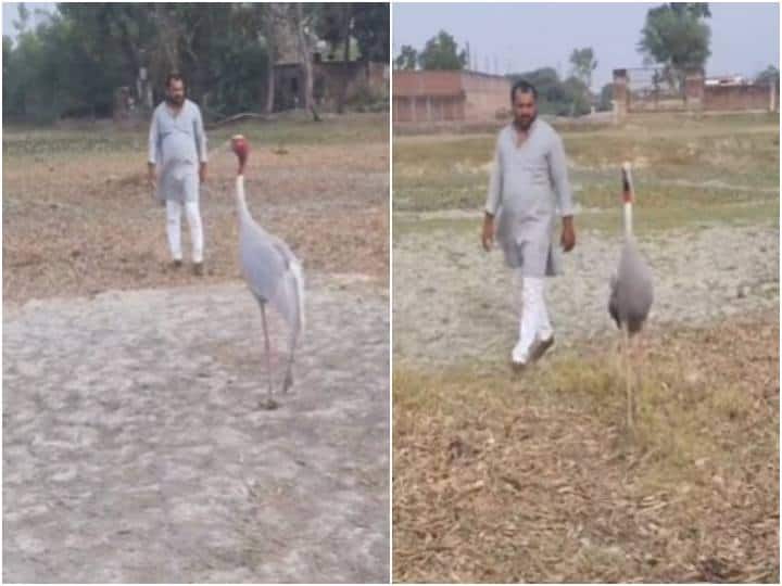 Sarus Crane friendship with man was also seen in Mau Video goes viral अब यहां भी एक शख्स के साथ नजर आई सारस की दोस्ती, वीडियो हुआ वायरल