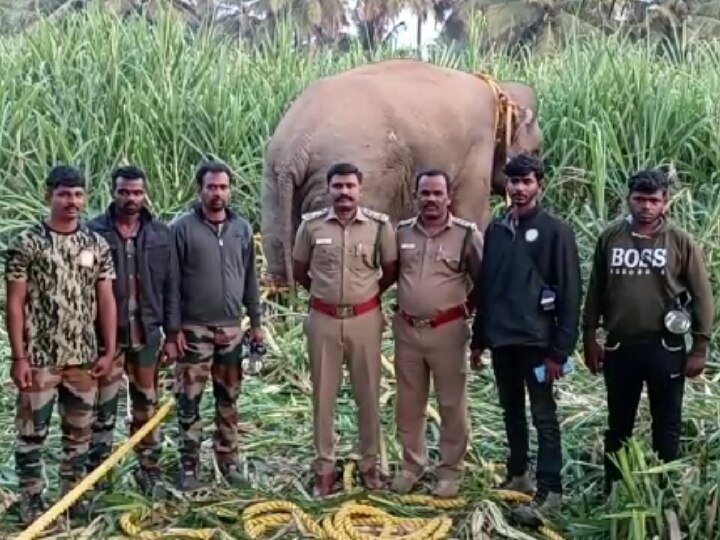 ஈரோடு : மயக்க ஊசி செலுத்தி பிடிக்கப்பட்ட கருப்பன் - சிக்கியது எப்படி?