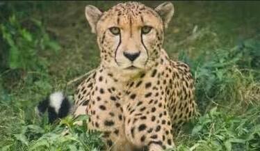 Cheetah Oban doesn't like Kuno National Park, then ran away to the Shivpuri Cheetah in MP: ચિત્તા ઓબાનને નથી ફાવી રહ્યું કુનો નેશનલ પાર્કમાં, ફરી ભાગી ગયો