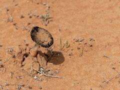 मशरूम लेने गए थे... ISIS ने 31 लोगों को उतारा मौत के घाट