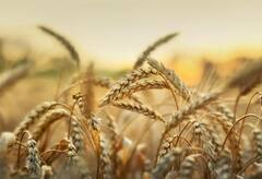 Farmers : મોદી સરકાર ખુશ ખુશાલ, ખેડૂતોએ ભર્યા ધાનના ભંડાર