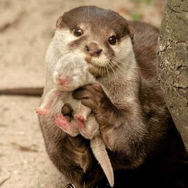 நீர்க்கீரி அல்லது நீர்நாய் என அழைக்கப்படும் Otter, தனது குட்டியை கையில் வைத்து போஸ் கொடுக்கும் காட்சி