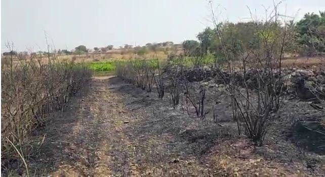 Punjab Studies 587 Circumstances Of Farm Fires In the present day, Highest Single-Day Spike This Season