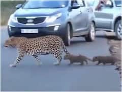 गाड़ियां रुकी हुई थीं... सड़क पर मां को परेशान कर रह थे तेंदुए के बच्चे! वायरल हो रहा है ये वीडियो