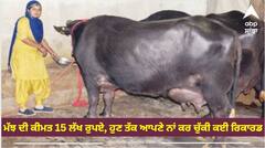 ਮੱਝ ਦੀ ਕੀਮਤ 15 ਲੱਖ ਰੁਪਏ, ਰੋਜ਼ਾਨਾ 31 ਲੀਟਰ ਦੁੱਧ ਦੇਣਾ ਦਾ ਰਿਕਾਰਡ!
