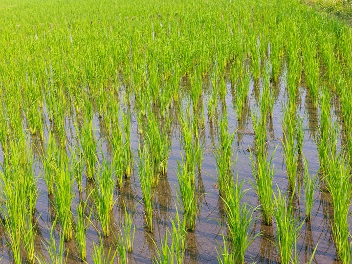 paddy cultivation Direct seeding technique saves water in farming Paddy Cultivation: धान की ऐसे करें बुआई तो यहां 4000 रुपये प्रति एकड़ सब्सिडी देगी सरकार