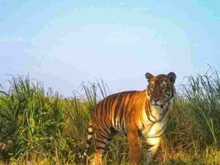 Pauri Garhwal Tiger Attack curfew imposed in villages after death of an elderly Pauri News: पौड़ी गढ़वाल में बाघों का आतंक, बुजुर्ग की मौत के बाद दर्जनों गांवों में लगा कर्फ्यू, स्कूल भी बंद