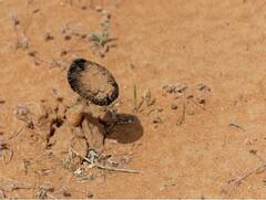 ISIS Killed Syrians: ਖੁੰਬਾਂ ਲੈਣ ਗਏ ਸੀ...ISIS ਨੇ ਮਾਰ ਦਿੱਤੇ 31 ਲੋਕ, ਜਾਣੋ ਪੂਰਾ ਮਾਮਲਾ