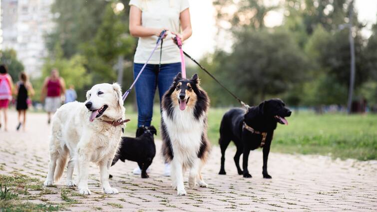 A woman got a loan of lakhs of rupees, then she got rid of the debt by walking around the dogs and now she is making a lot of money Trending News: ਔਰਤ ਦੇ ਸਿਰ ਚੜ੍ਹਿਆ ਲੱਖਾਂ ਦਾ ਕਰਜ਼ਾ, ਬੱਸ ਫਿਰ ਕੁੱਤਿਆਂ ਨੂੰ ਘੁੰਮਾ-ਘੁੰਮਾ ਹੀ ਕਰਜ਼ ਵੀ ਉਤਾਰਿਆ ਤੇ ਹੁਣ ਕਰ ਰਹੀ ਮੋਟੀ ਕਮਾਈ